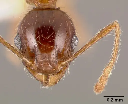 Pheidole indica specimen CASENT0005778 image casent0005778_2