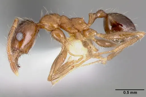 Pheidole indica specimen CASENT0005778 image casent0005778_3
