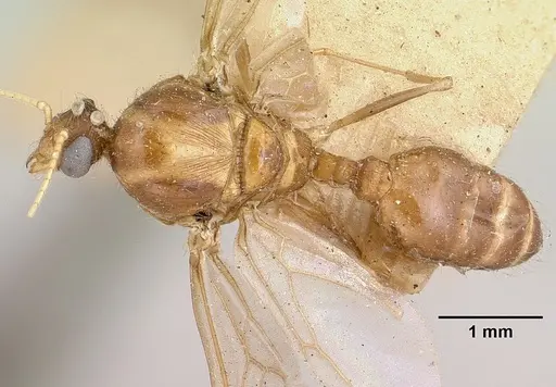 Pheidole indica specimen CASENT0101325 image casent0101325_1