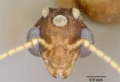 Pheidole indica specimen CASENT0101325 image casent0101325_2