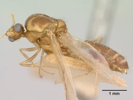 Pheidole indica specimen CASENT0101325 image casent0101325_3