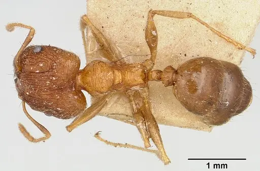 Pheidole indica specimen CASENT0101326 image casent0101326_1
