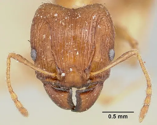 Pheidole indica specimen CASENT0101326 image casent0101326_2