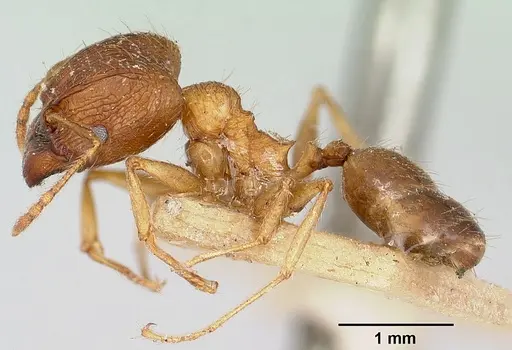 Pheidole indica specimen CASENT0101326 image casent0101326_3