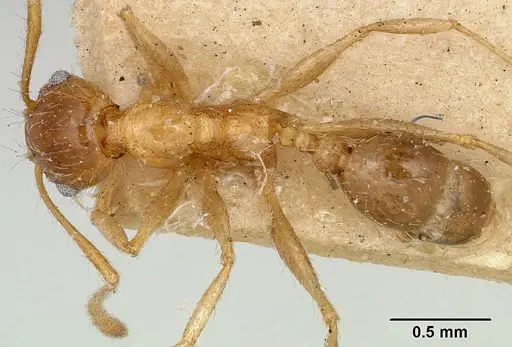 Pheidole indica specimen CASENT0101327 image casent0101327_1
