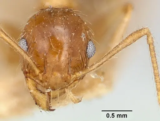 Pheidole indica specimen CASENT0101327 image casent0101327_2