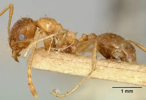 Pheidole indica specimen CASENT0101327 image casent0101327_3