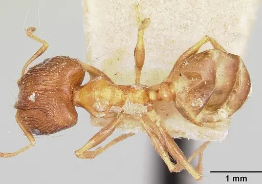 Pheidole indica specimen CASENT0101564 image casent0101564_1