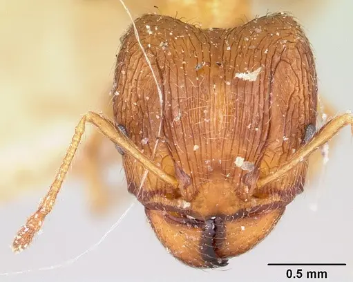 Pheidole indica specimen CASENT0101564 image casent0101564_2