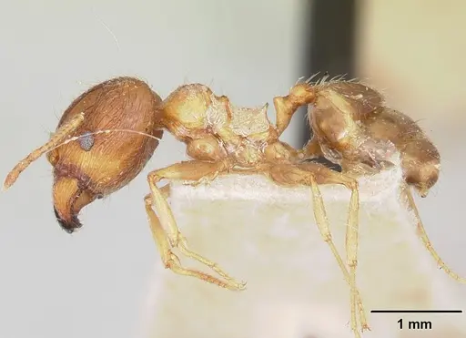 Pheidole indica specimen CASENT0101564 image casent0101564_3
