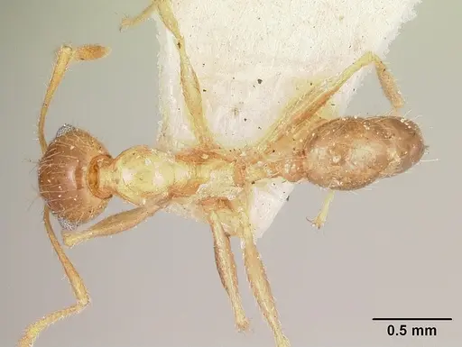 Pheidole indica specimen CASENT0101745 image casent0101745_1