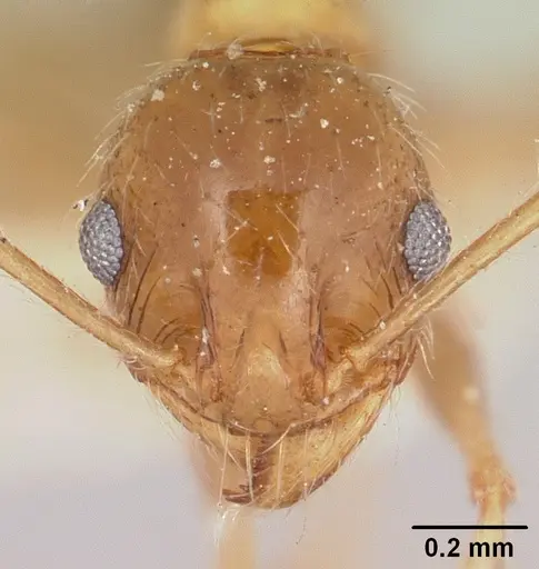 Pheidole indica specimen CASENT0101745 image casent0101745_2