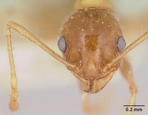 Pheidole indica specimen CASENT0101745 image casent0101745_3