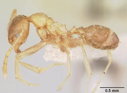 Pheidole indica specimen CASENT0101745 image casent0101745_4