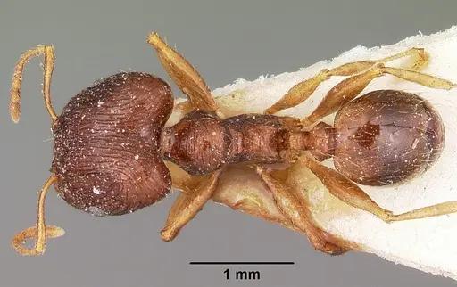 Pheidole indica specimen CASENT0104604 image casent0104604_1