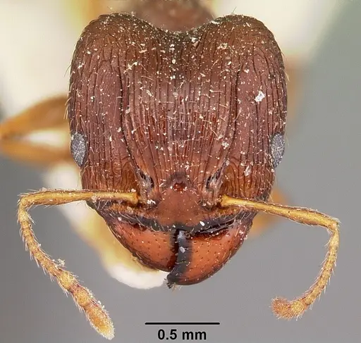Pheidole indica specimen CASENT0104604 image casent0104604_2