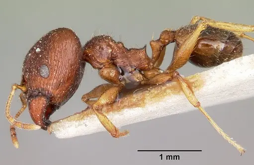 Pheidole indica specimen CASENT0104604 image casent0104604_3