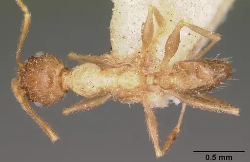 Pheidole indica specimen CASENT0104605 image casent0104605_1