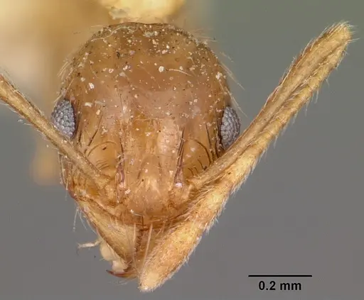 Pheidole indica specimen CASENT0104605 image casent0104605_2