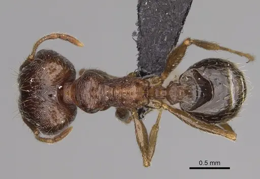 Pheidole indica specimen CASENT0122772 image casent0122772_1