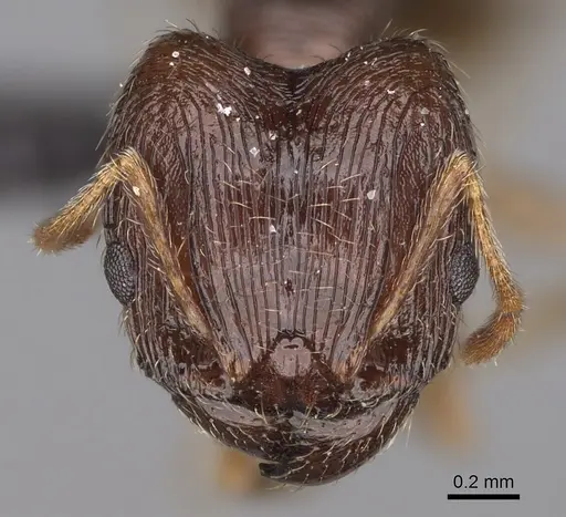 Pheidole indica specimen CASENT0122772 image casent0122772_2