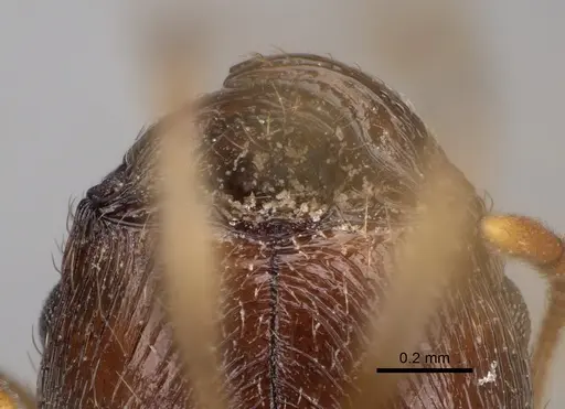 Pheidole indica specimen CASENT0122772 image casent0122772_3