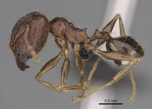 Pheidole indica specimen CASENT0122772 image casent0122772_4
