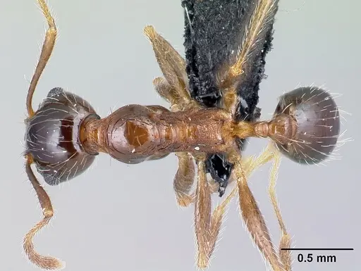 Pheidole indica specimen CASENT0122988 image casent0122988_1
