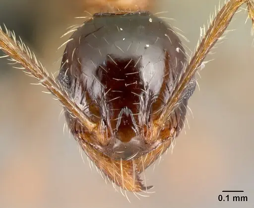 Pheidole indica specimen CASENT0122988 image casent0122988_2
