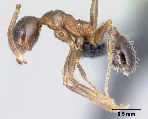 Pheidole indica specimen CASENT0122988 image casent0122988_3