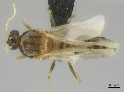 Pheidole indica specimen CASENT0122994 image casent0122994_1