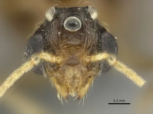 Pheidole indica specimen CASENT0122994 image casent0122994_2