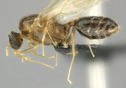 Pheidole indica specimen CASENT0122994 image casent0122994_4