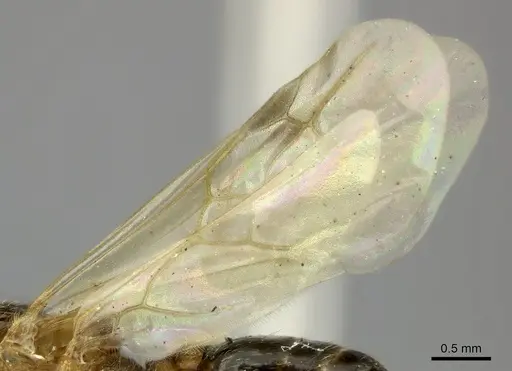 Pheidole indica specimen CASENT0122994 image casent0122994_5