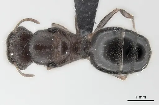 Pheidole indica specimen CASENT0123501 image casent0123501_1