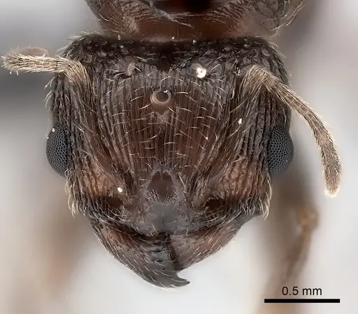 Pheidole indica specimen CASENT0123501 image casent0123501_2