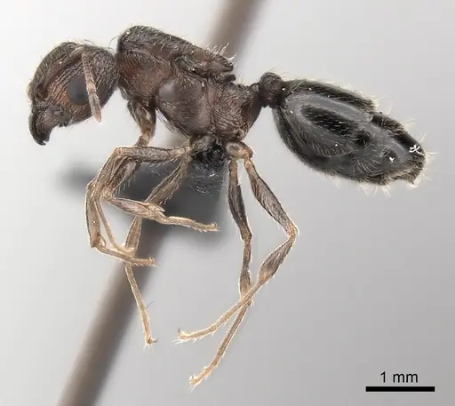 Pheidole indica specimen CASENT0123501 image casent0123501_3