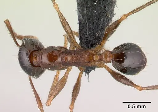 Pheidole indica specimen CASENT0145984 image casent0145984_1