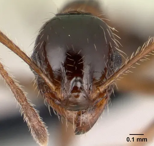 Pheidole indica specimen CASENT0145984 image casent0145984_2