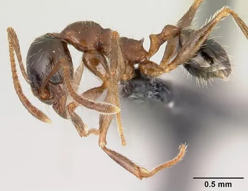 Pheidole indica specimen CASENT0145984 image casent0145984_3