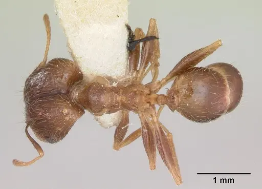 Pheidole indica specimen CASENT0173012 image casent0173012_1
