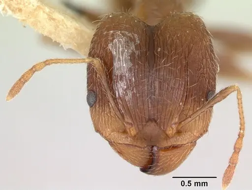 Pheidole indica specimen CASENT0173012 image casent0173012_2