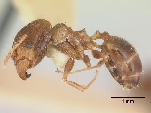 Pheidole indica specimen CASENT0173012 image casent0173012_3