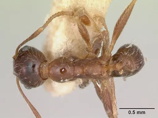 Pheidole indica specimen CASENT0173013 image casent0173013_1