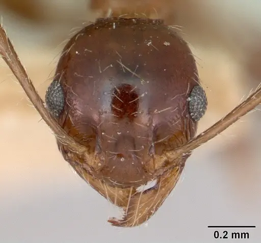 Pheidole indica specimen CASENT0173013 image casent0173013_2
