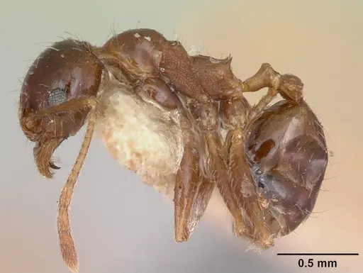 Pheidole indica specimen CASENT0173013 image casent0173013_3