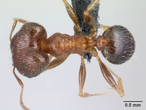 Pheidole indica specimen CASENT0179572 image casent0179572_1