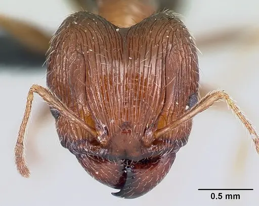 Pheidole indica specimen CASENT0179572 image casent0179572_2