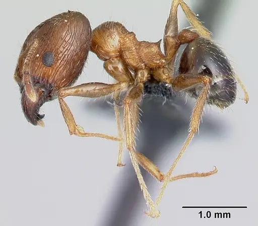 Pheidole indica specimen CASENT0179572 image casent0179572_3