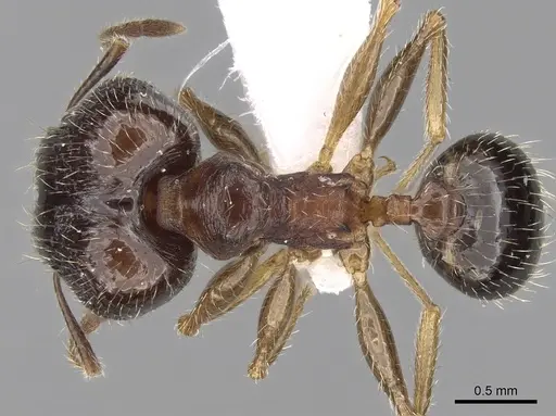 Pheidole indica specimen CASENT0189743 image casent0189743_1